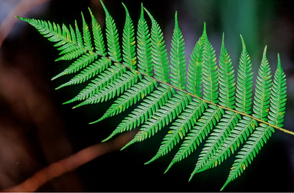 シルバーファーン（silver fern）