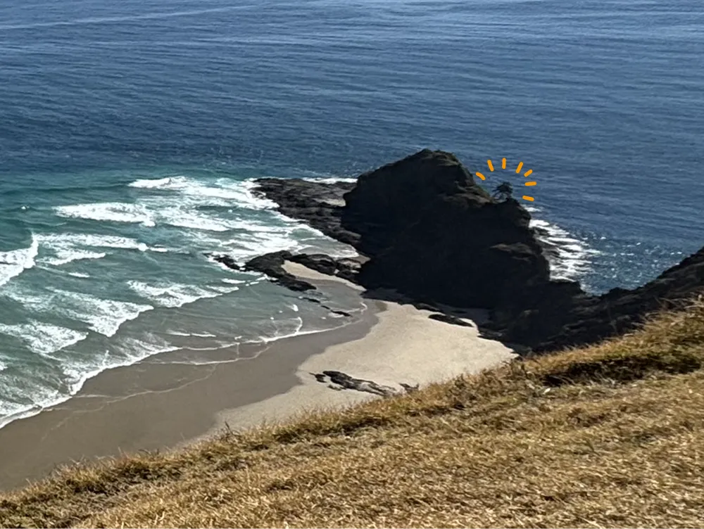 ニュージーランド最北端にあるポフツカワの木