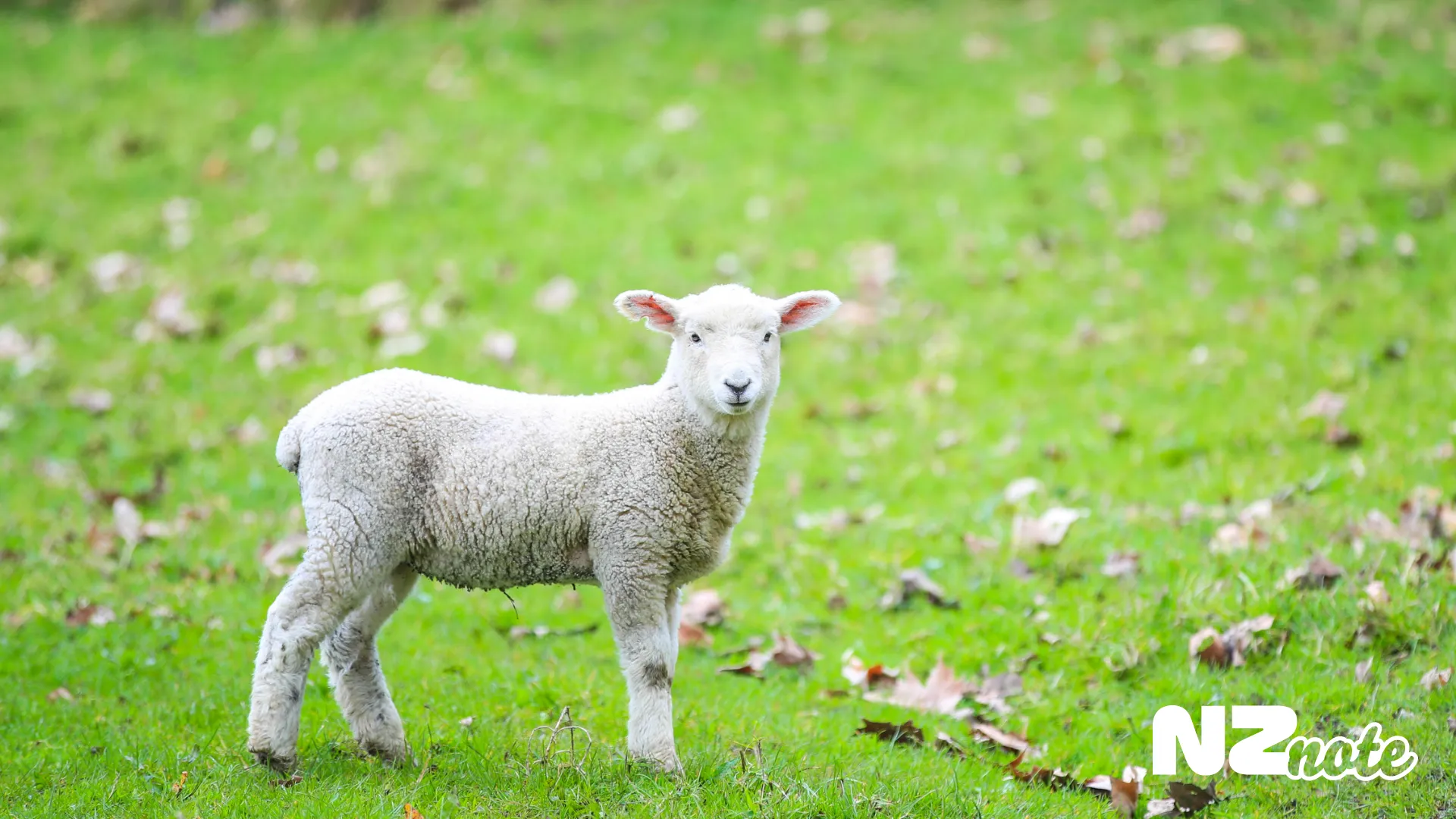 日本とどう違う？ニュージーランドの花粉の種類と季節花粉