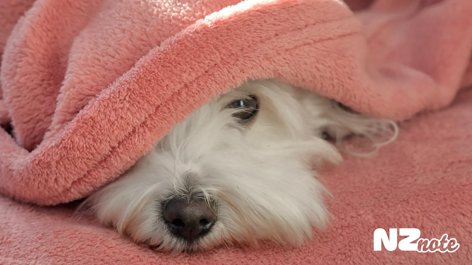 NZの寒い冬の強い味方！Oodie（ウーディー）って知ってる？