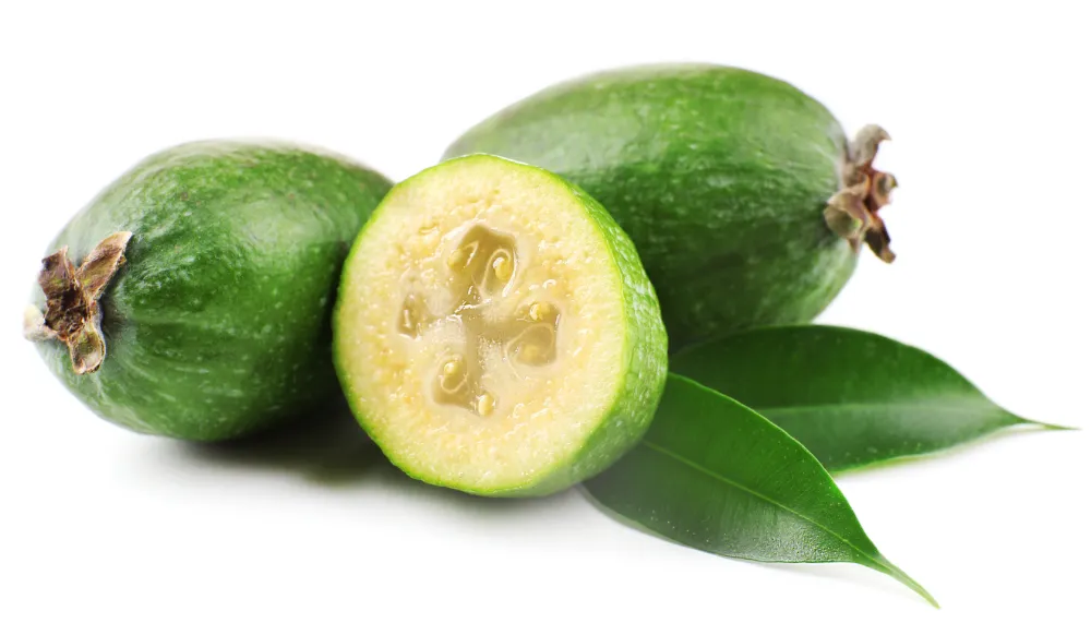 フェイジョア（Feijoa）の葉っぱと断面