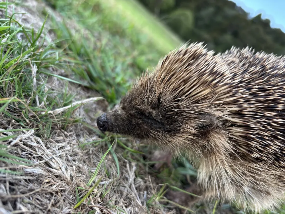 Arohena Campsiteで見た野生のハリネズミ
