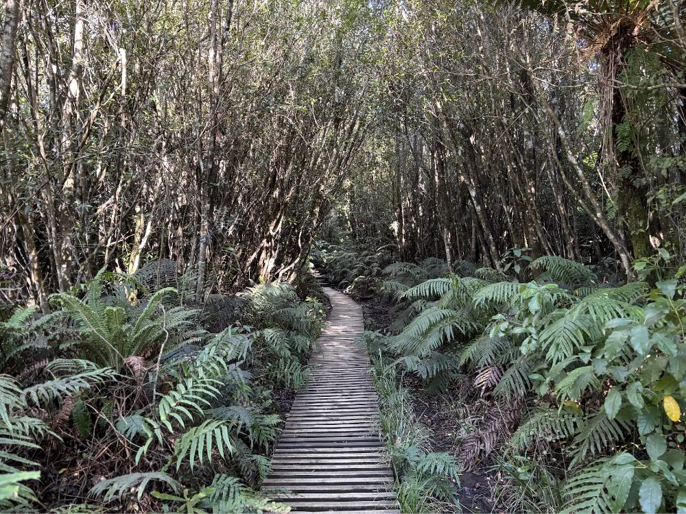 北島タラナキ山の人気トレッキングPouakai Circuit