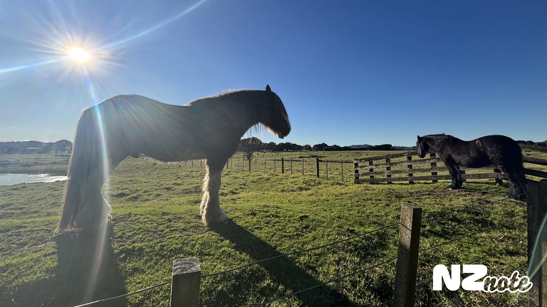 オークランドで動物とふれあえる！Ambury Regional Parkでのんびり休日散歩