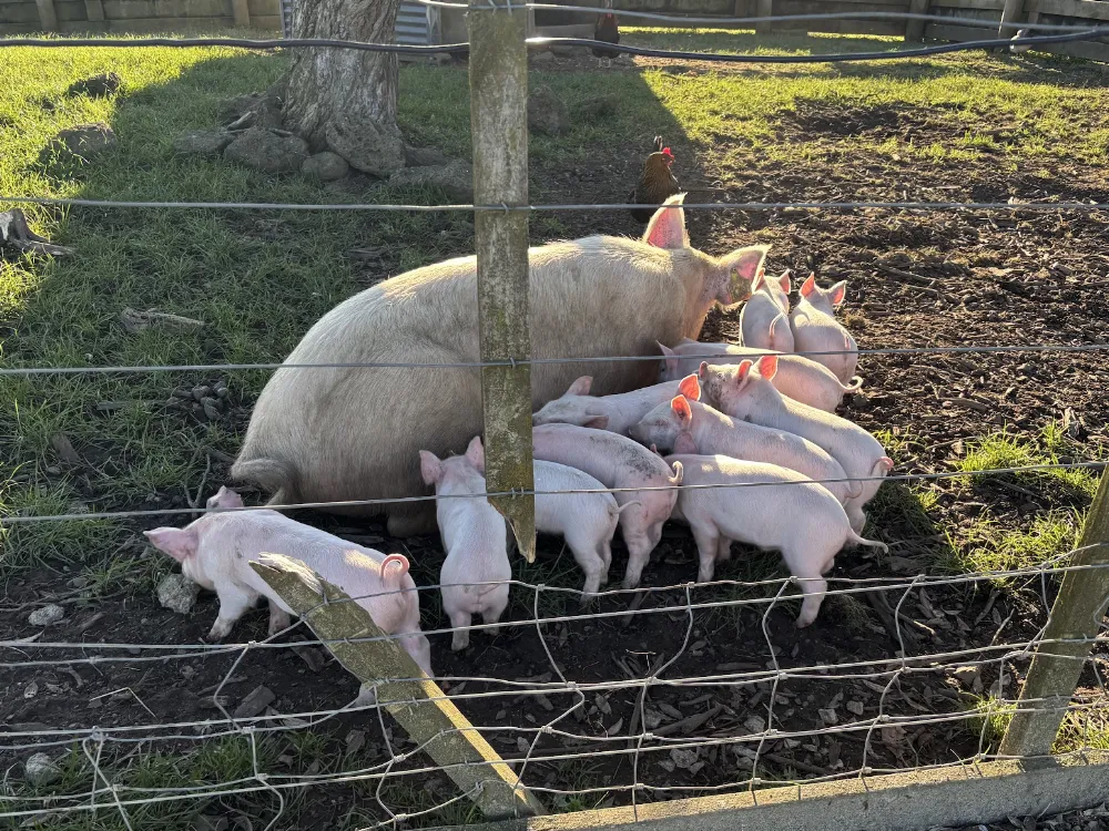 Ambury Regional Parkの動物たち