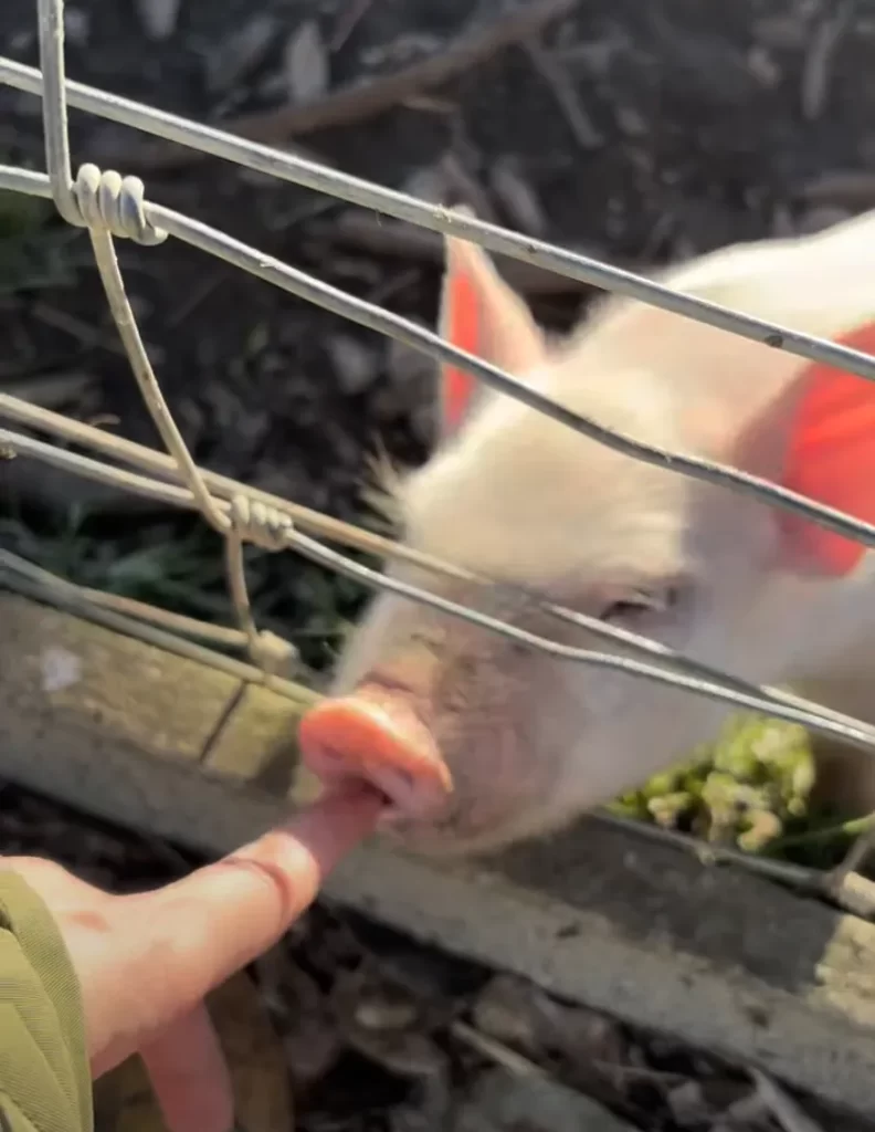 Ambury Regional Parkの動物たち