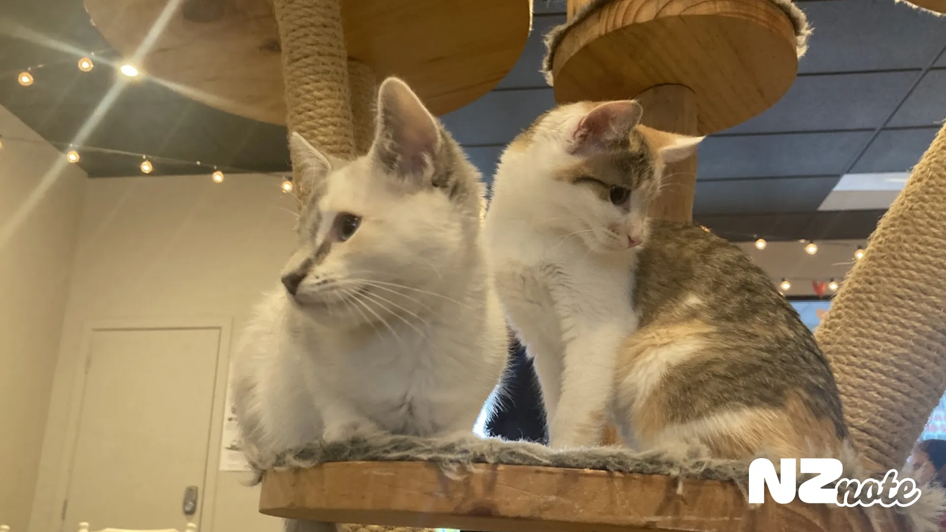 猫好き必見！クライストチャーチのCatnap Cafeでまったりカフェタイム