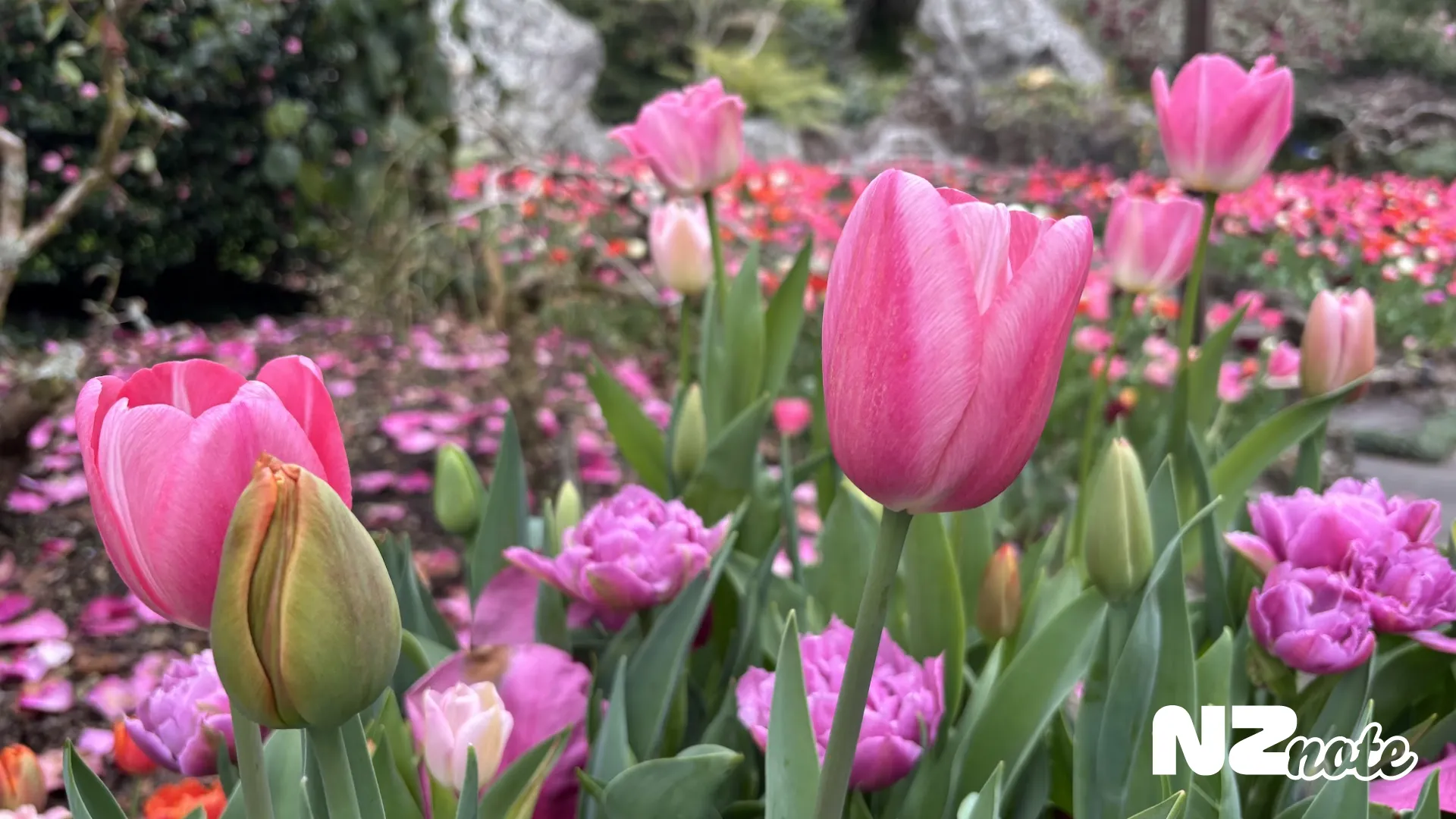 オークランドのエデンガーデンでチューリップが満開！
