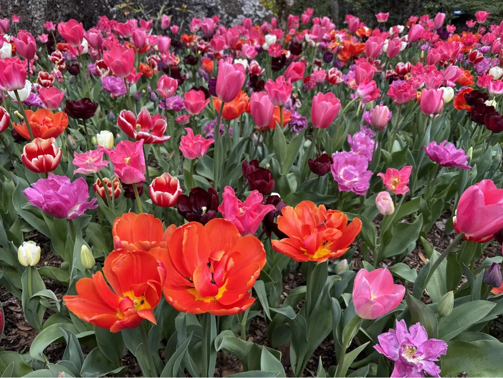 エデンガーデンのチューリップ畑