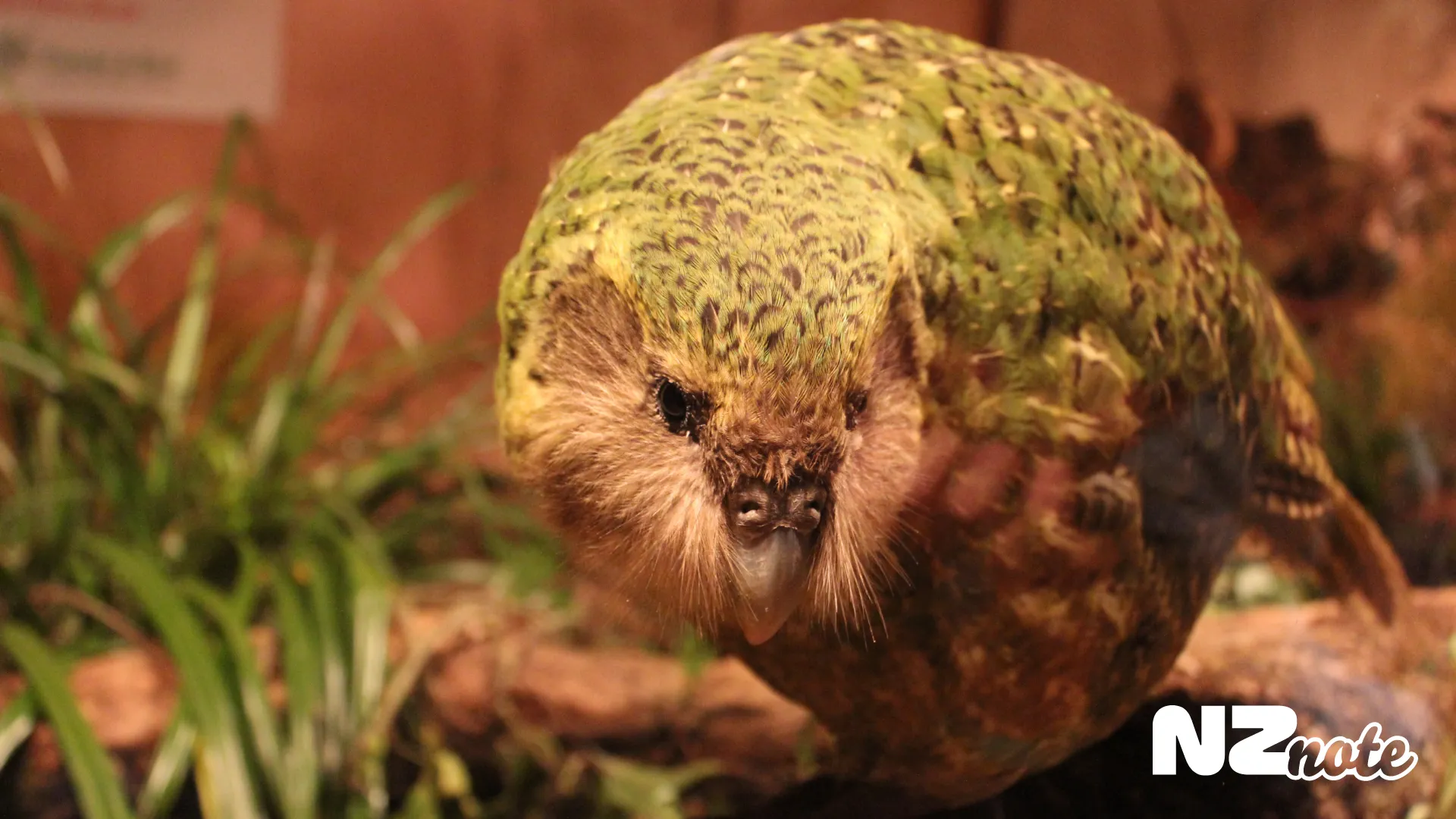 日本からでもOK！合法的に絶滅危惧種カカポの“親”になれる方法